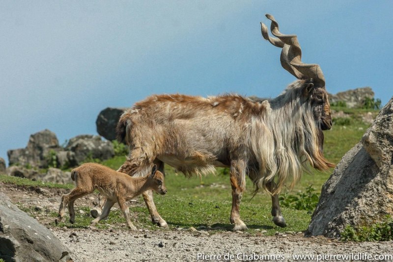 Tadjik Markhor