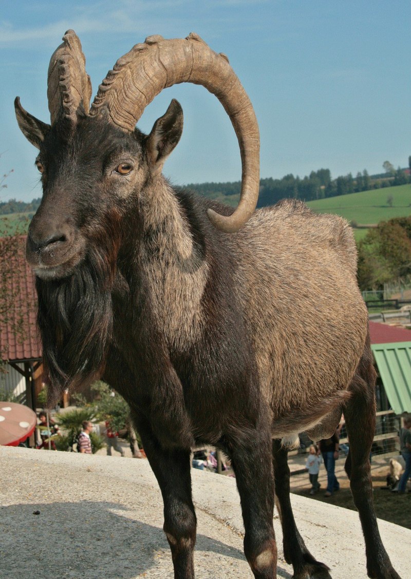 Винторогий козел