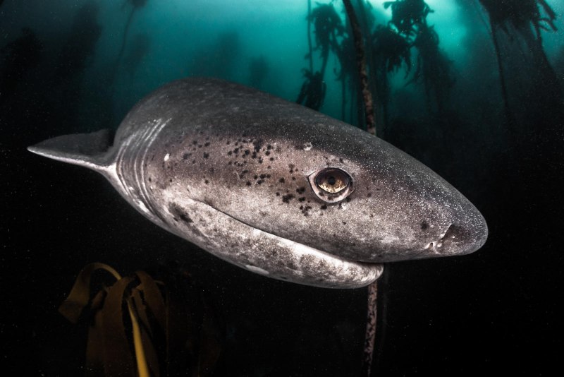 Акула Hexanchus griseus