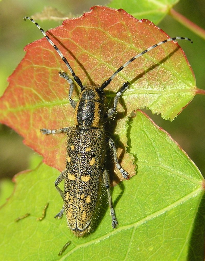 Saperda populnea