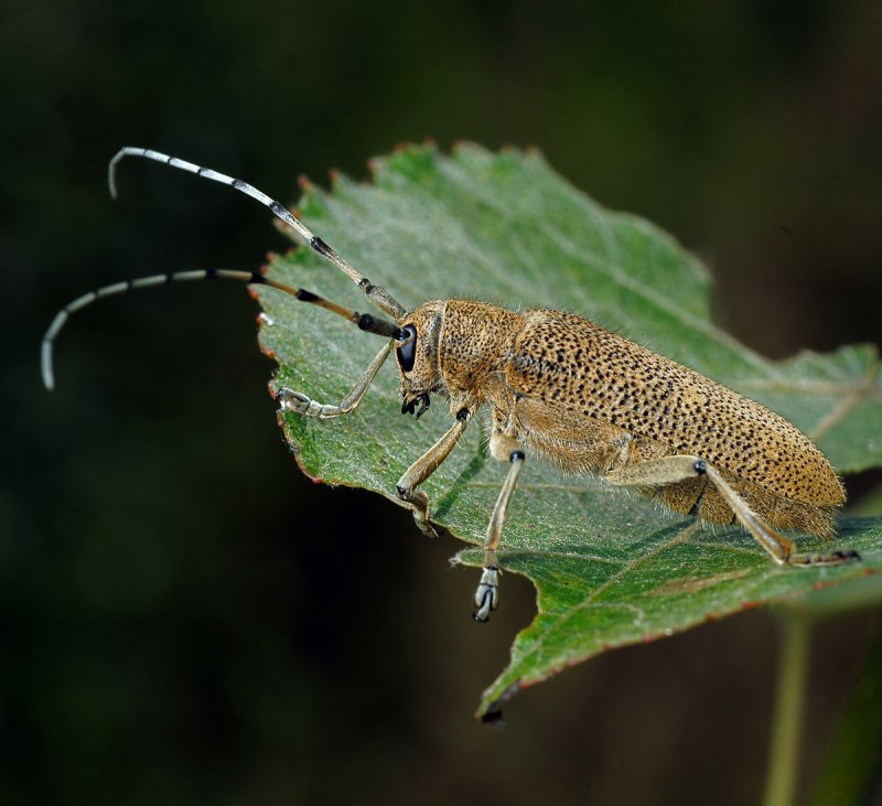 Saperda carcharias