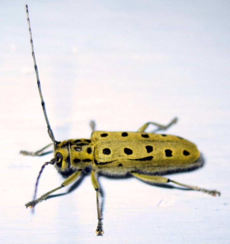 Жук Saperda scalaris