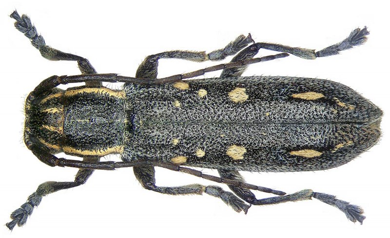 Жук Mecynorrhina Polyphemus