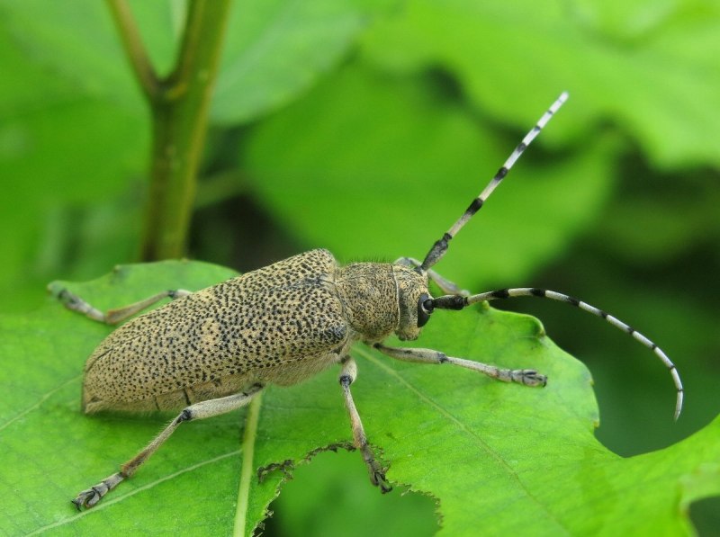 Saperda carcharias