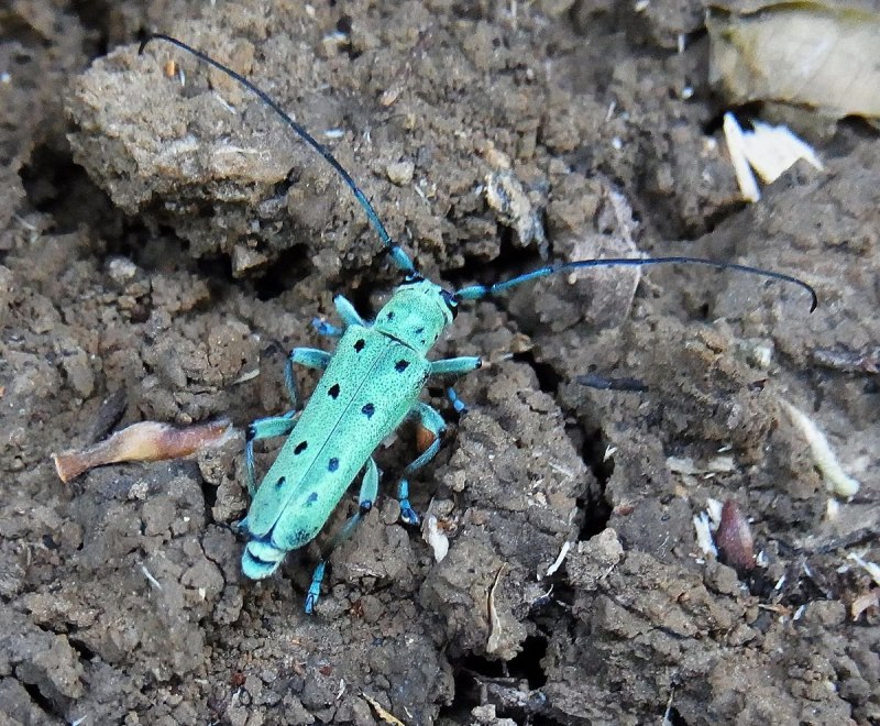 Жук Saperda scalaris