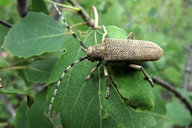 Жук Xylotrechus