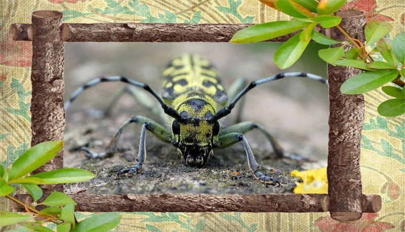 Альпийский усач (Rosalia Alpina)