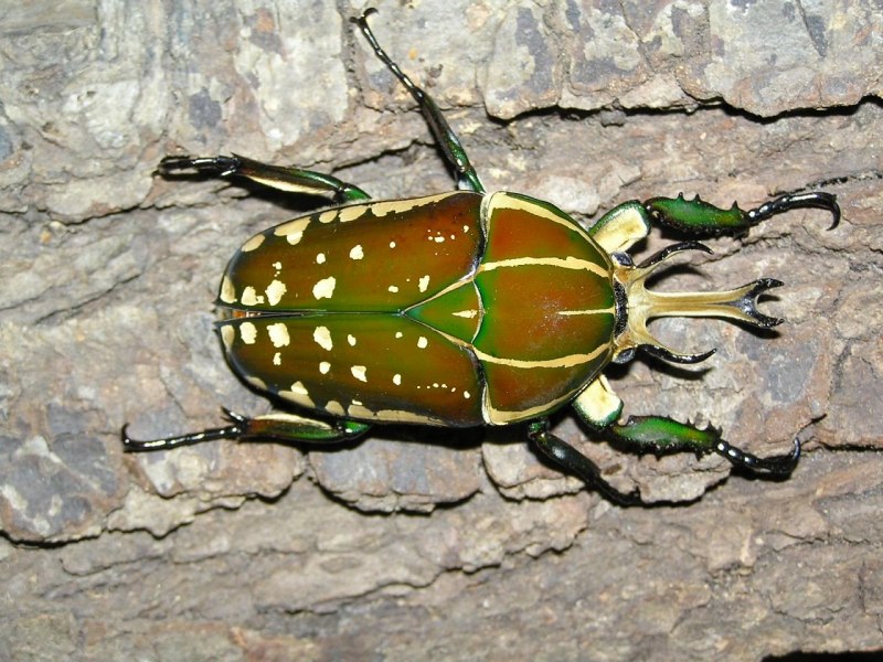 Phytoecia nigricornis