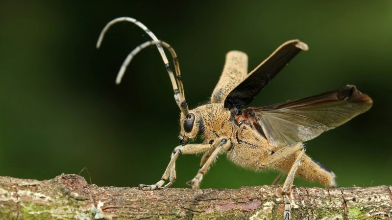 Жук Saperda scalaris