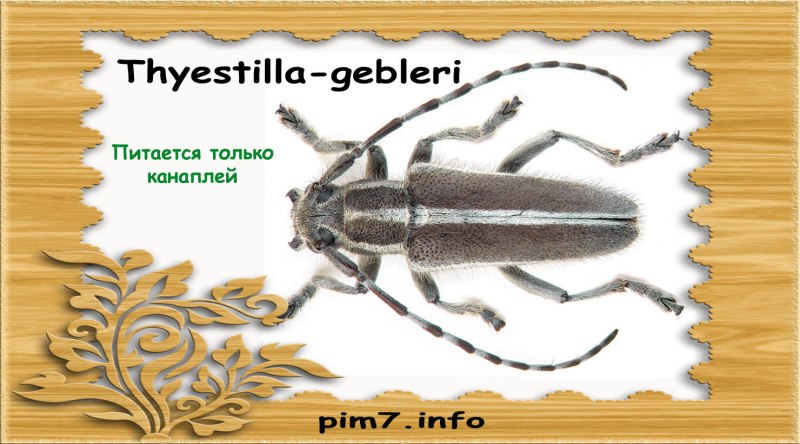 Stephanocleonus tetragrammus