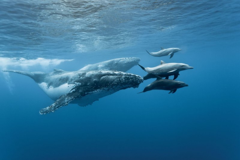 Дельфин кит (51 фото)