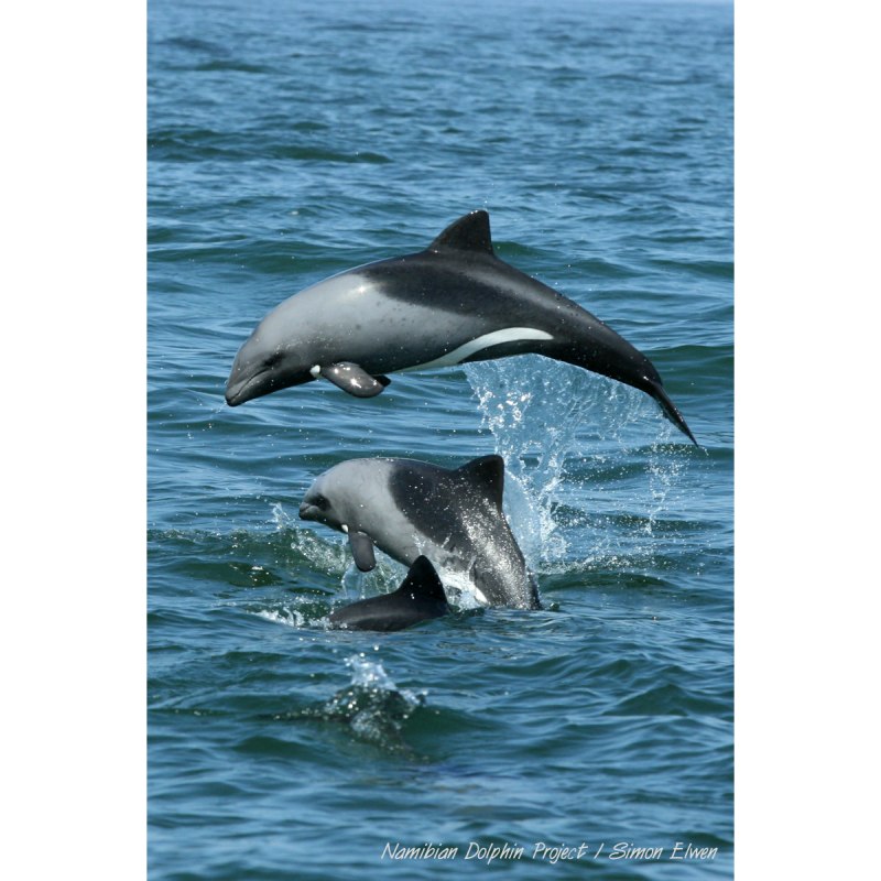 Дельфин Гектора Cephalorhynchus hectori