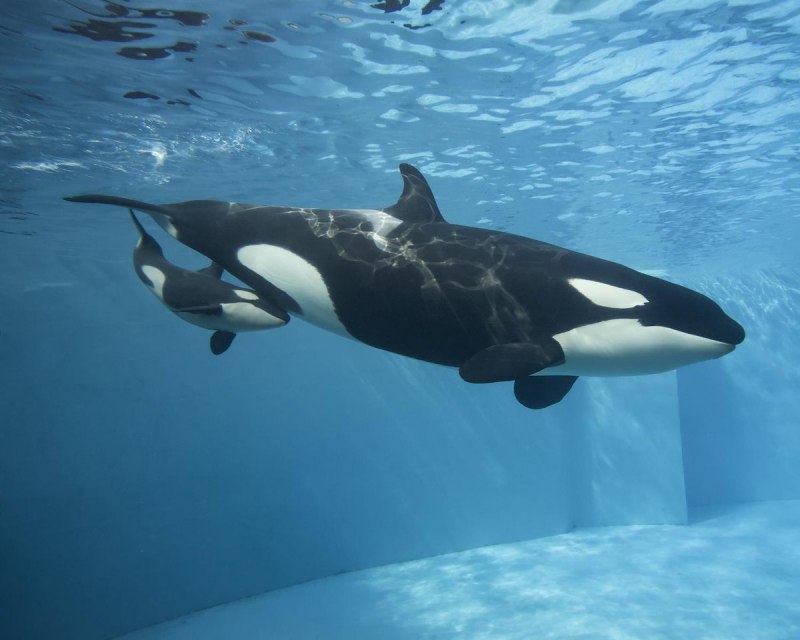 Косатка - Orcinus Orca (Дальневосточная Плотоядная популяция)