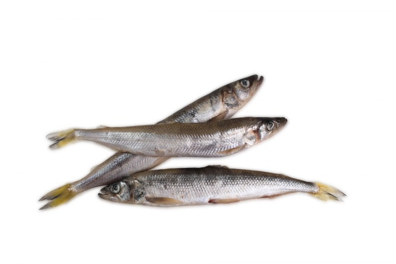 Корюшка европейская Osmerus eperlanus