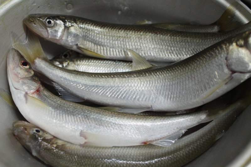 Морская малоротая корюшка