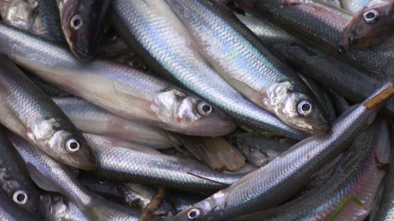 Морская малоротая корюшка
