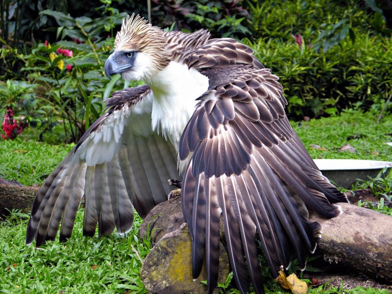 Stephanoaetus coronatus