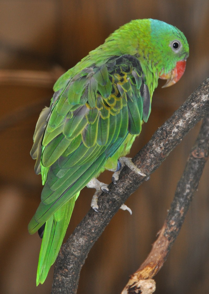 Tanygnathus Lucionensis