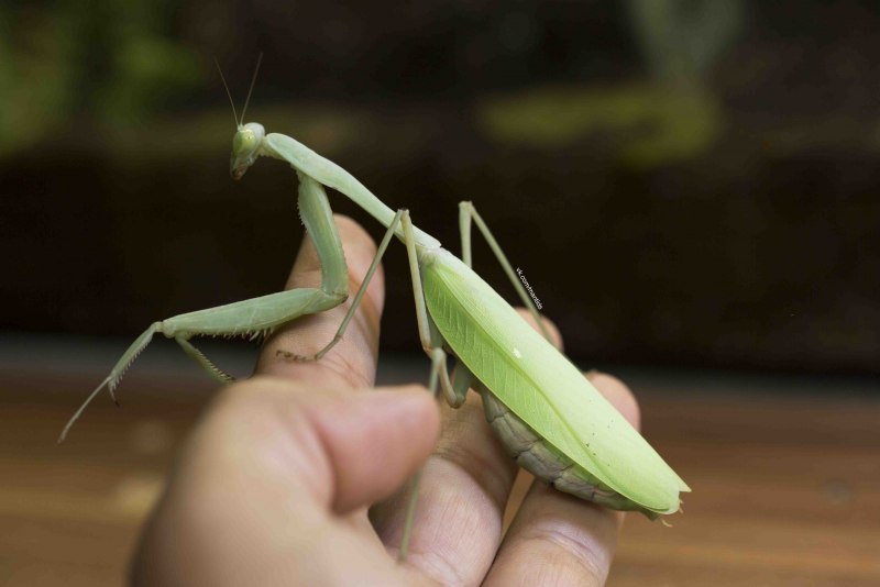 Африканский богомол Sphodromantis viridis