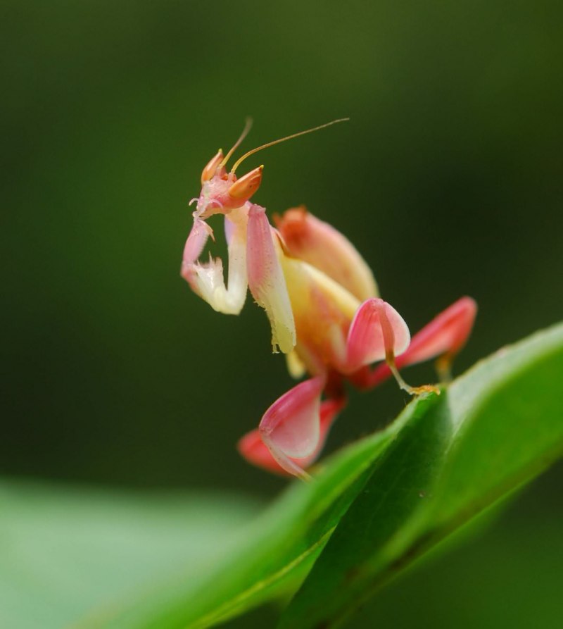 Орхидейный богомол (Hymenopus coronatus)