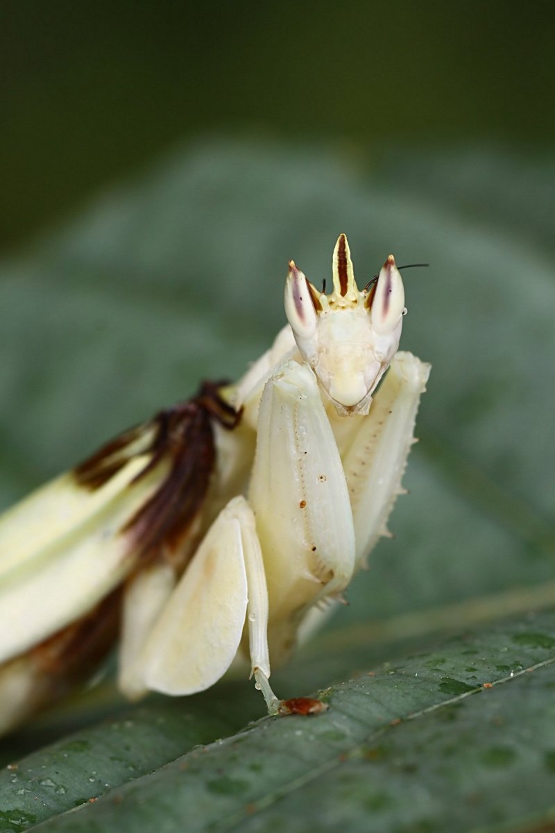 Богомол Phyllocrania paradoxa