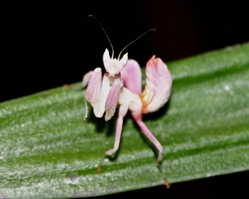 Богомолы семейства Hymenopodidae
