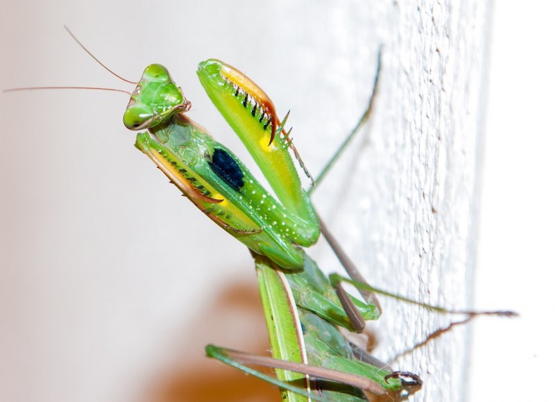 Empusa pennata