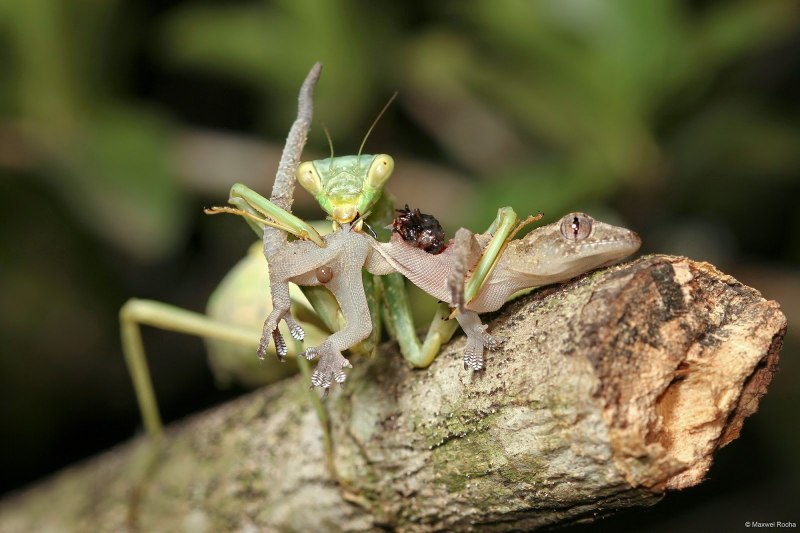 Sphodromantis viridis viridis