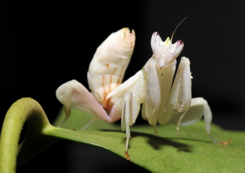 Богомол Creobroter meleagris