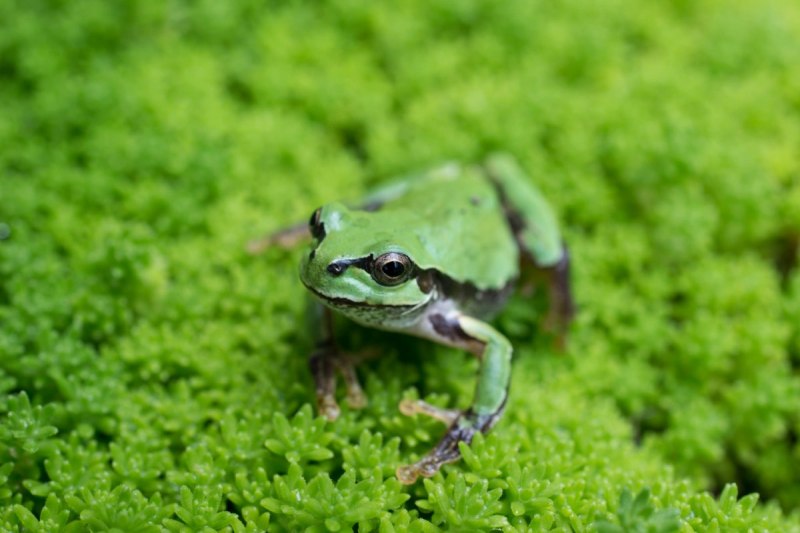 Big toad лягушка