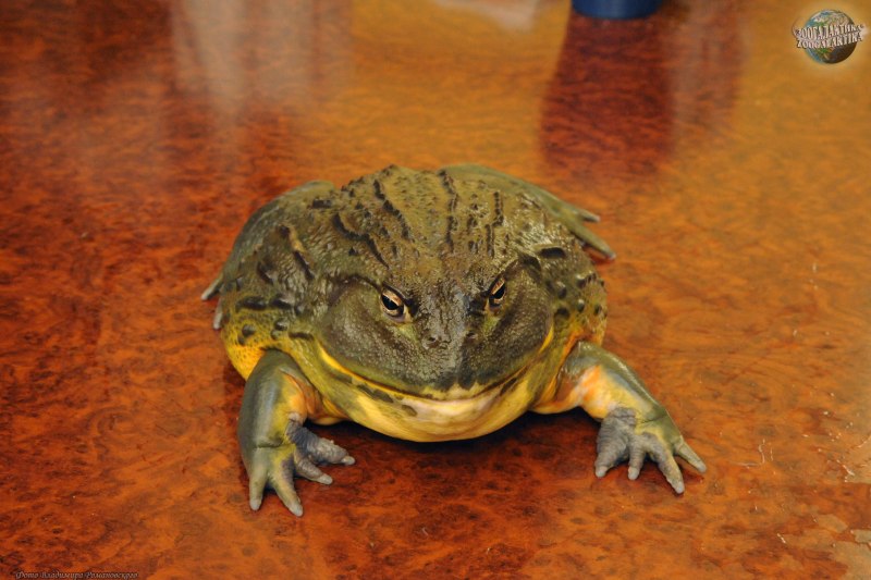 Африканская жаба Bullfrog