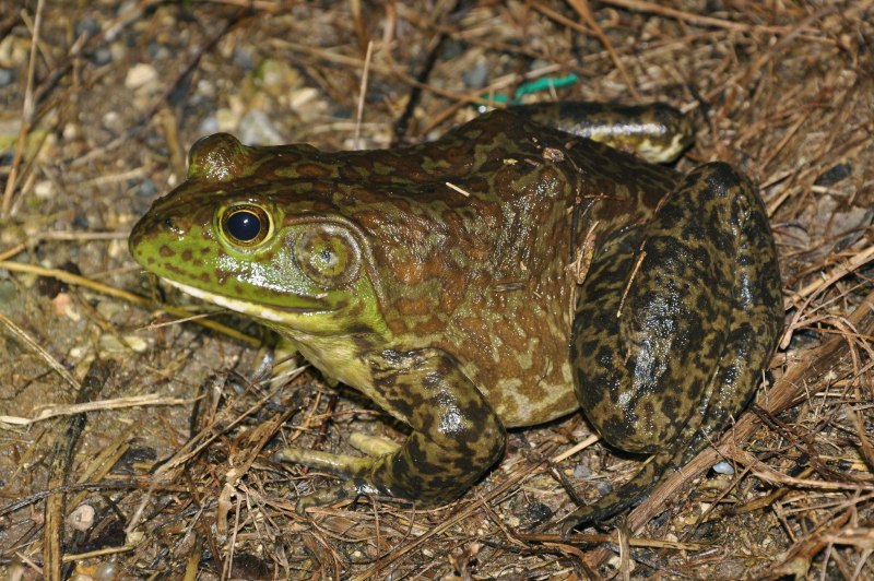 Лягушка-водонос (Pyxicephalus adspersus)