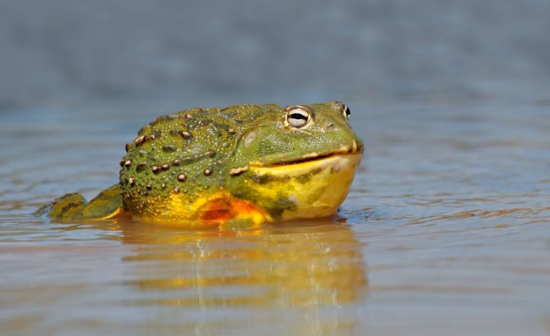 Hoplobatrachus tigerinus