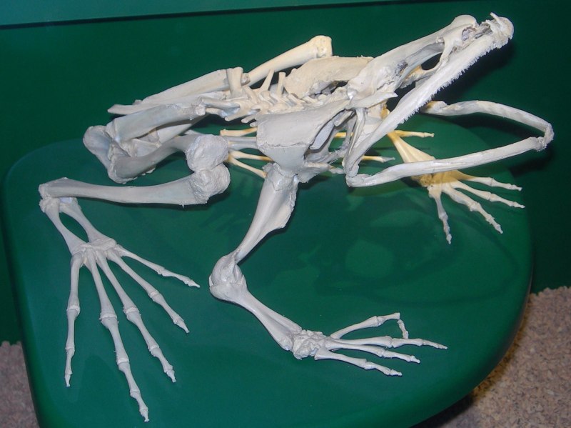 Beelzebufo жаба