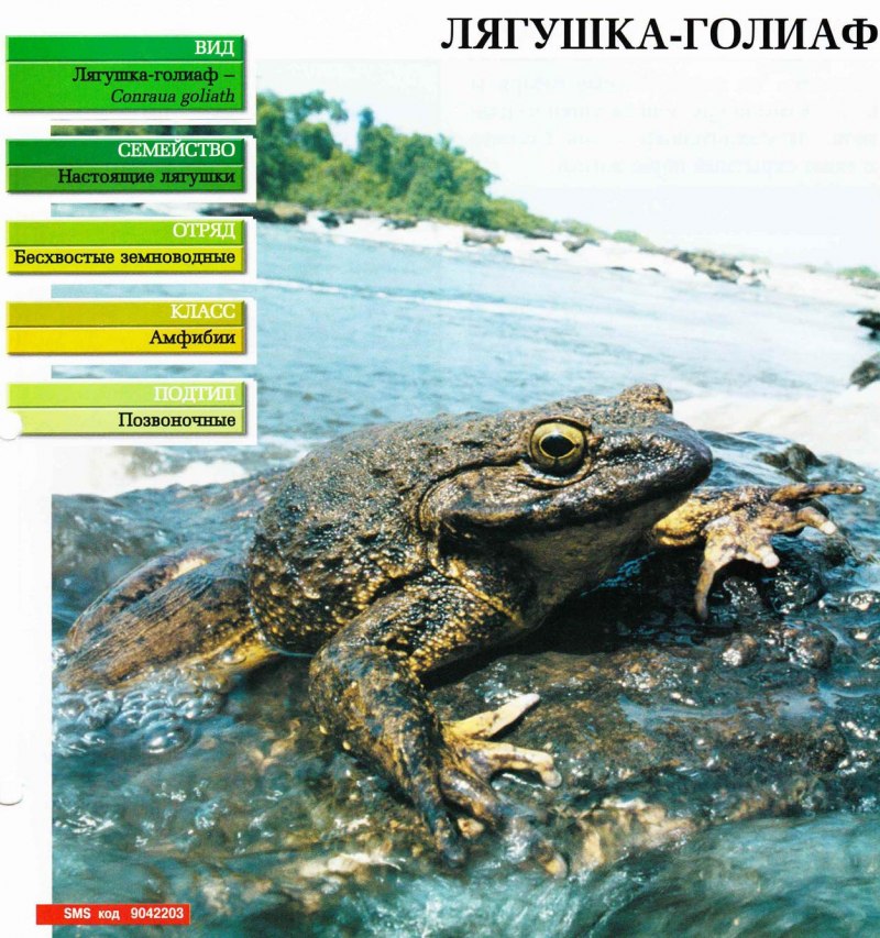 Самая большая жаба