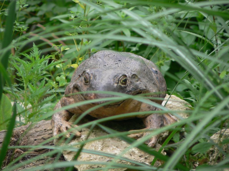 Голиаф (Conraua Goliath, Rana Goliath