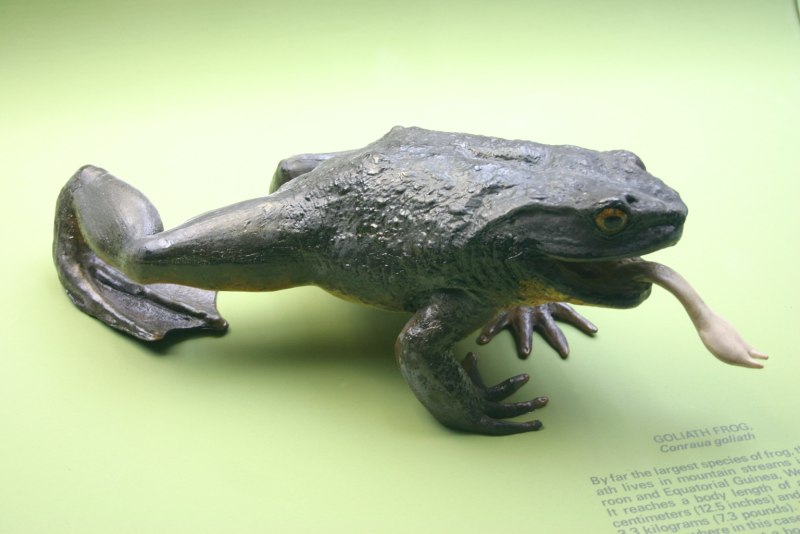 Голиаф (Conraua Goliath, Rana Goliath