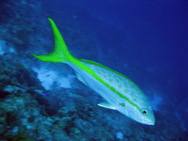Морская рыба Амберджек