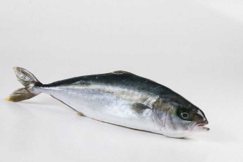 Желтопёрый тунец Thunnus Albacares
