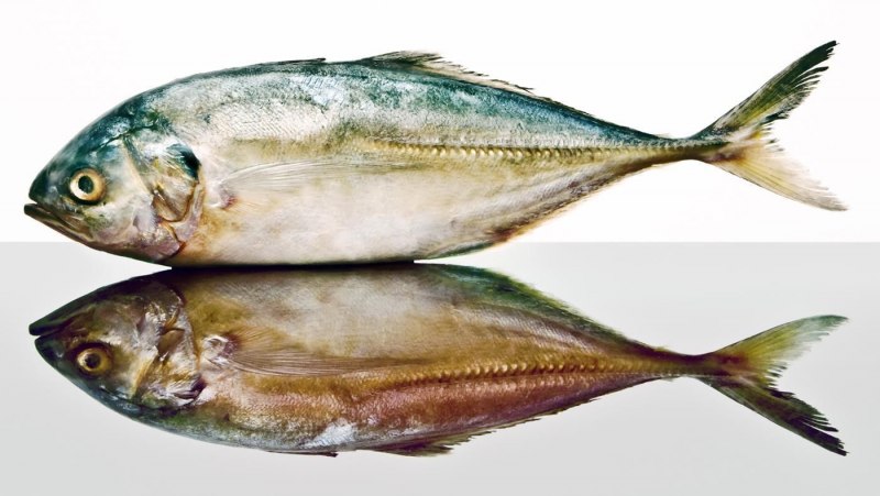 Seriola rivoliana