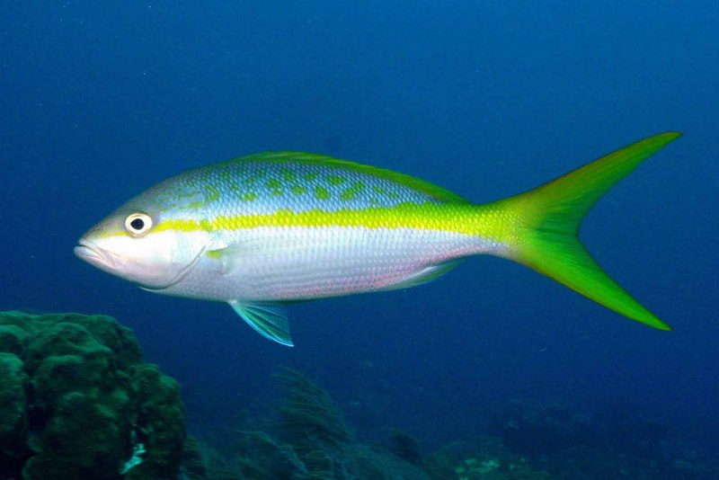 Тунец Yellowfin