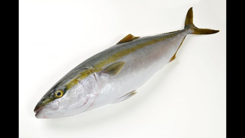 Amberjack рыба