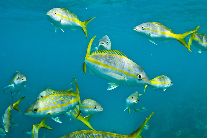 Желтохвост рыба Amberjack