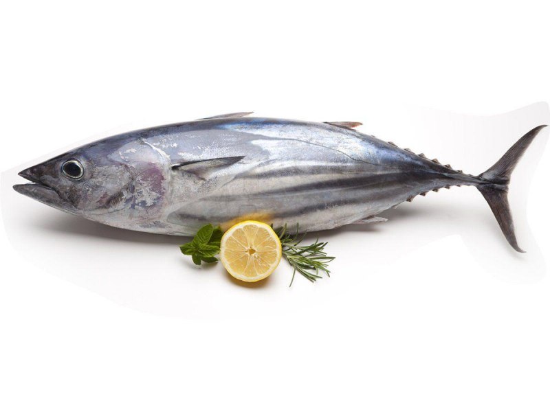 Желтопёрый тунец Thunnus Albacares