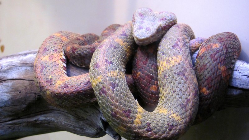 Snake Arbok furry