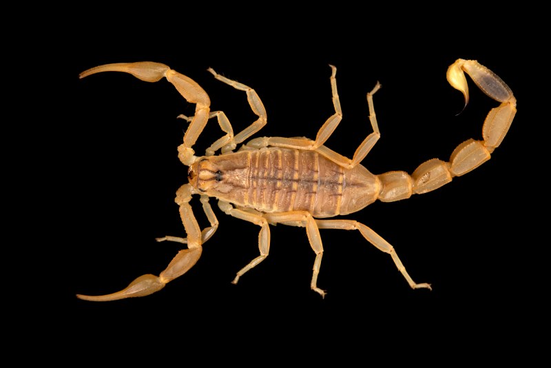 Скорпион Mesobuthus eupeus
