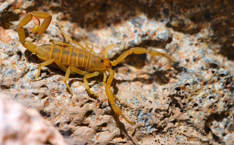 Скорпион Microtityus Minimus