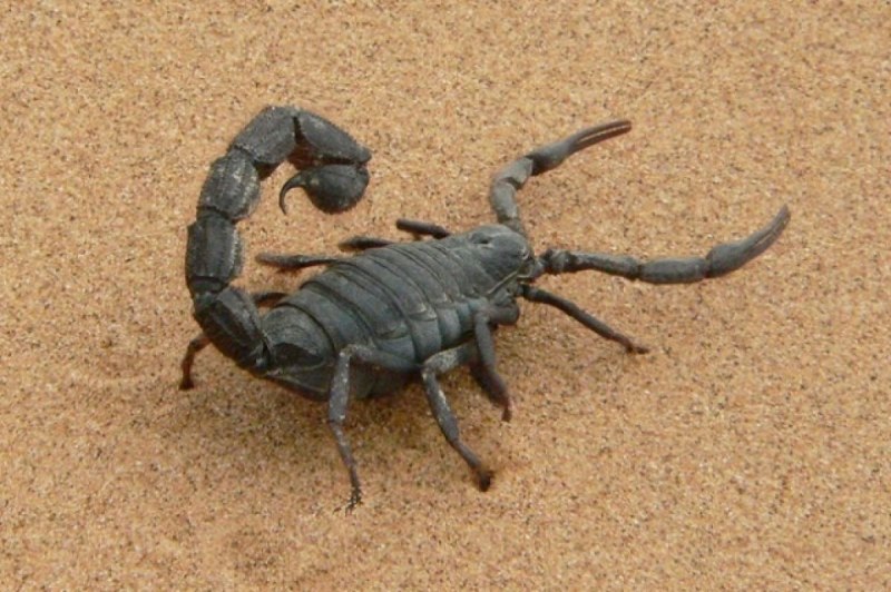 Пестрый Скорпион Buthus eupeus