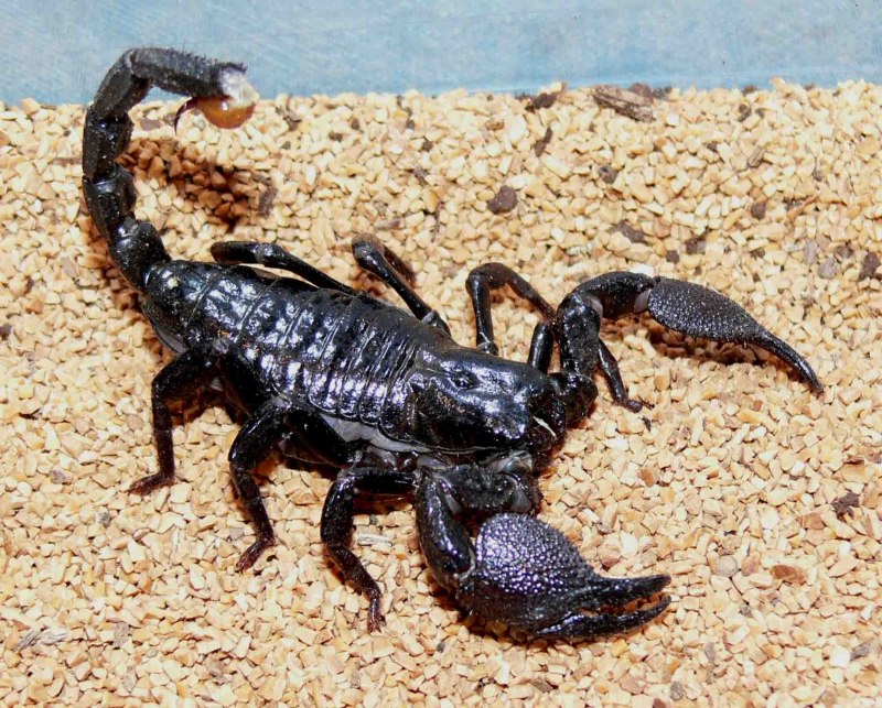 Mesobuthus eupeus