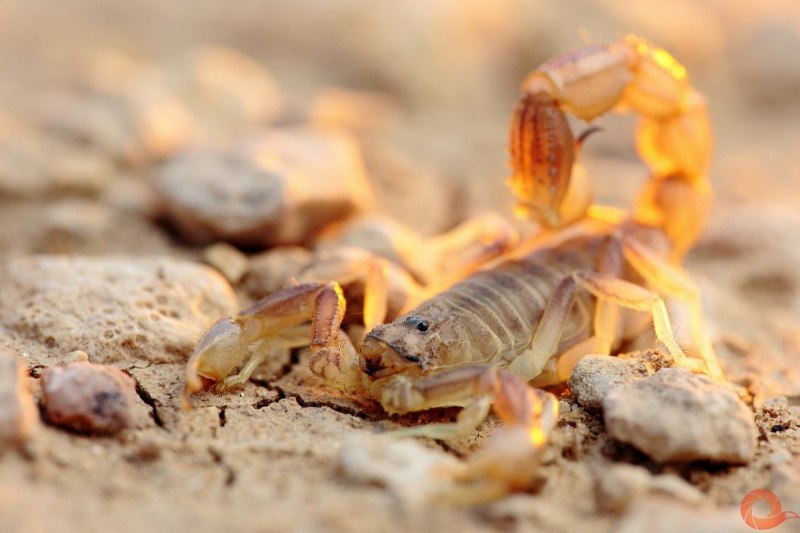 Пёстрый Скорпион - Mesobuthus eupeus
